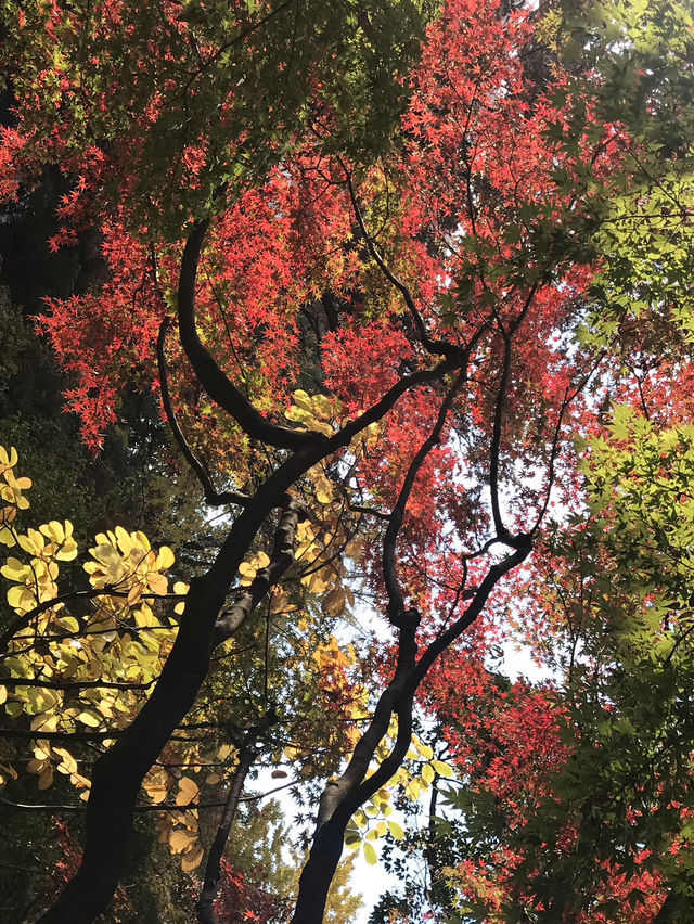 🍁紅葉と異国の風景を歩く秋の横浜散歩　中区　関内　横浜