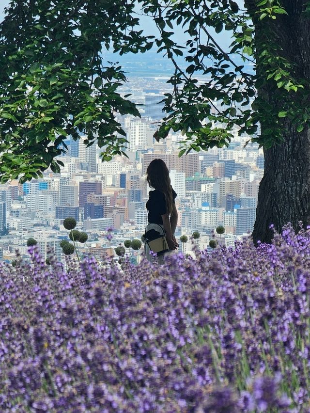 札幌を紫に染める、幌見峠のラベンダー天国🌆💜
