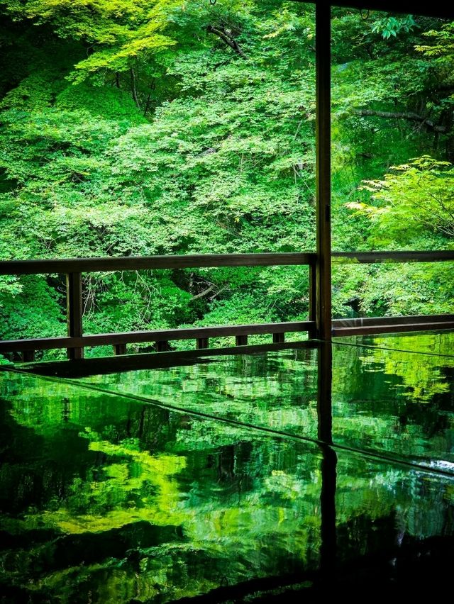 心に映る、青もみじのミラーワールド🪞🍃