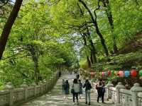 韓國大邱 清道柿子酒隧道 桐華寺