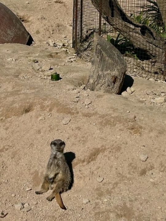 There are various interactive sessions happening all over the day, the lemur experience is a nice one to feed the animals.