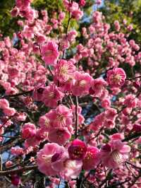 🌸 横浜公園の春の花々と見頃 2026年横浜ガーデンネックレス予測