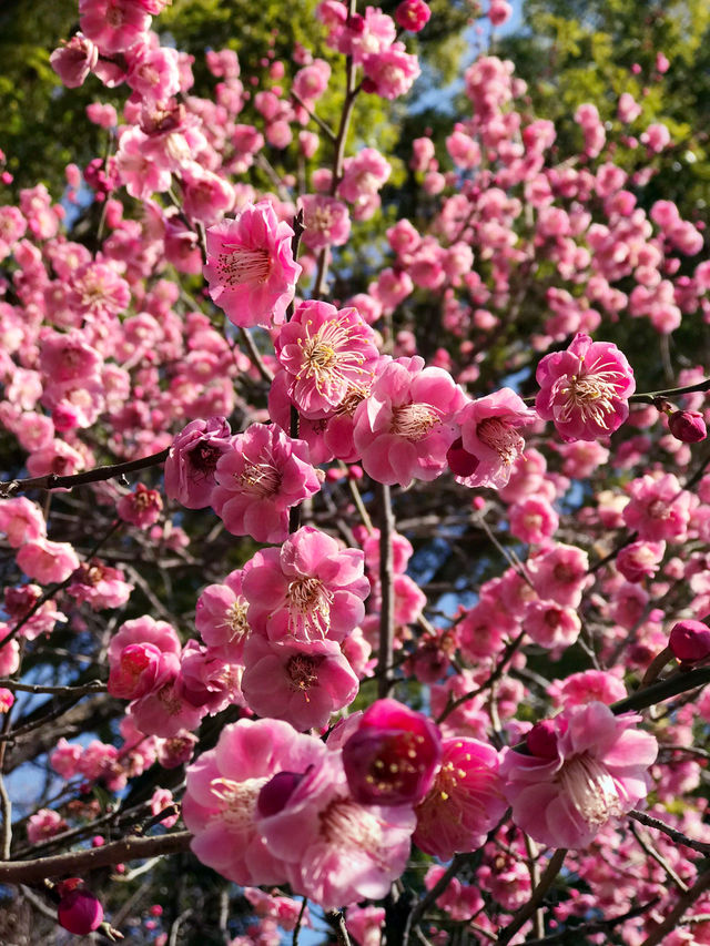 🌸 横浜公園の春の花々と見頃 2026年横浜ガーデンネックレス予測 🌸 横浜公園の春の花々と見頃 2026年横浜ガーデンネックレス予測