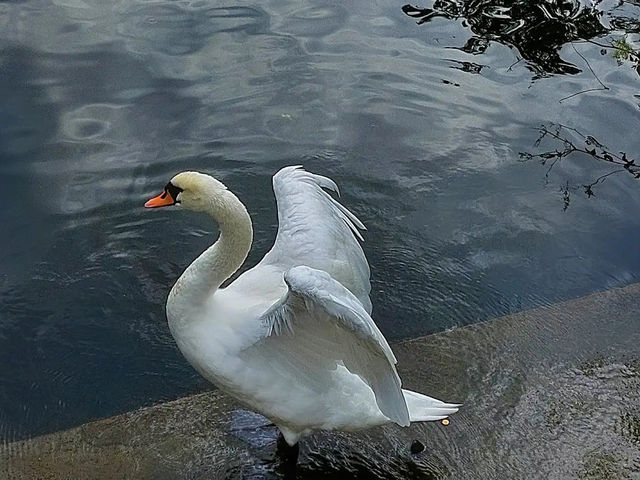 【緑と芸術が調和する癒しの空間】ワジェンキ公園🌳🎶 【緑と芸術が調和する癒しの空間】ワジェンキ公園🌳🎶