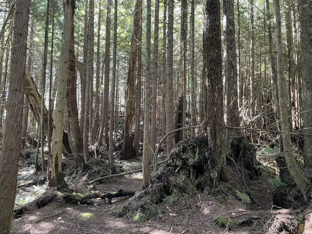Pacific Rim National Park Reserve 🌊🌲