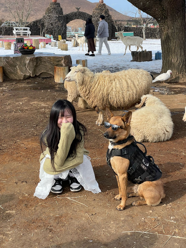 🐑 제주도 동물농장 — 아이들과 함께 즐기는 체험형 공간