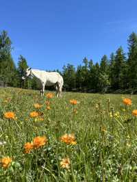Reindeer Herders’ Village – Taiga, Mongolia