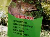 🌲 東勢林場 - 台中森林療癒系遊樂區