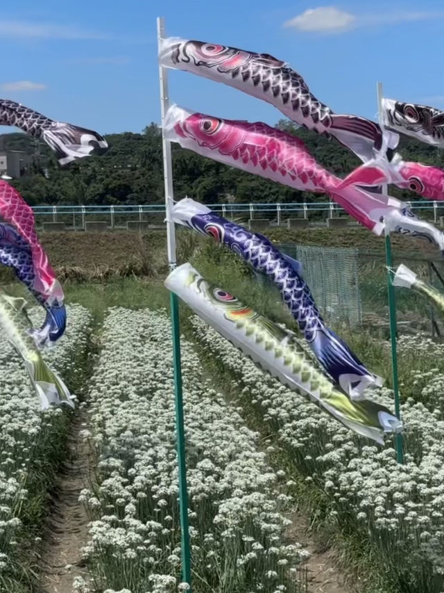 韭菜花的季節 韭菜花的季節