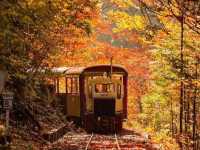 🌲 Akasawa Natural Recreational Forest – One of Japan’s Most Beautiful Forests 🌲