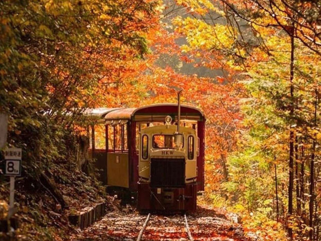 🌲 Akasawa Natural Recreational Forest – One of Japan’s Most Beautiful Forests 🌲