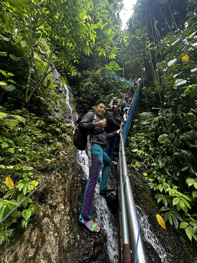 Jungle Escape🌿