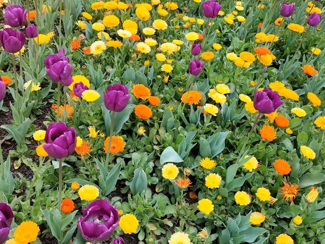 💐Floriade Day Part 1💐