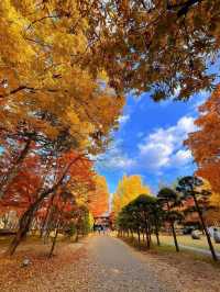 🍁 Autumn in Nami Island – A Korean Wonderland 🍂