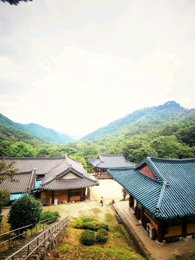 삼척 단풍으로 물든 🤎천은사 가을여행