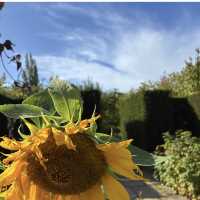 Sissinghurst Castle Garden