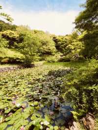 A Breath of Fresh Air in Jeju City