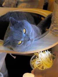 Cat Café Hideaway in Lijiang Old Town 
