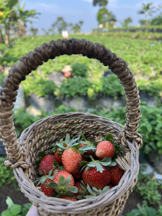 เก็บสตอเบอรี่ที่สวน Catra strawberry @Indonesia 
