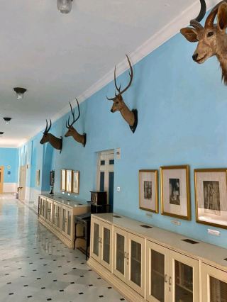 #hellohalloween
🏛️ Lalgarh Museum, Bikaner 🌟

Housed within the magnificent Lalgarh Palace, the Lalgarh Museum is a treasure trove of Bikaner’s royal heritage. 👑✨ Explore royal costumes, vintage weapons, paintings, manuscripts, and historical artifacts that showcase the grandeur of the Maharajas. 📜 The red sandstone architecture adds a regal charm to every exhibit, making it a must-visit for history and culture enthusiasts! 💛

🕰️ 10 AM – 5 PM | 🎟️ ₹20 (Indians), ₹100 (Foreigners)
📍 Lalgarh Palace Complex, Bikaner, Rajasthan 
#LalgarhMuseum
#BikanerHeritage #HeritageVibes#RoyalRajasthan#IncredibleIndia #BikanerDiaries #HeritageIndia #IncredibleIndia