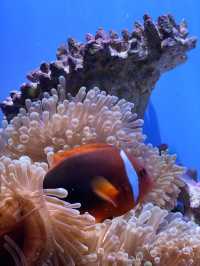 【沖縄旅行】世界的に有名な美海水族館🐡一度は行くべき!