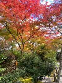 🍁✨โอซาก้า (Osaka)” ฤดูใบไม้เปลี่ยนสี