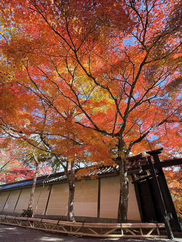 บรรยากาศใบไม้เปลี่ยนสีที่นารา เกียวโต และโอซาก้า