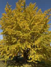 🍁 伏見十石舟:秋日泛舟,穿越時光的水上畫卷 🍂