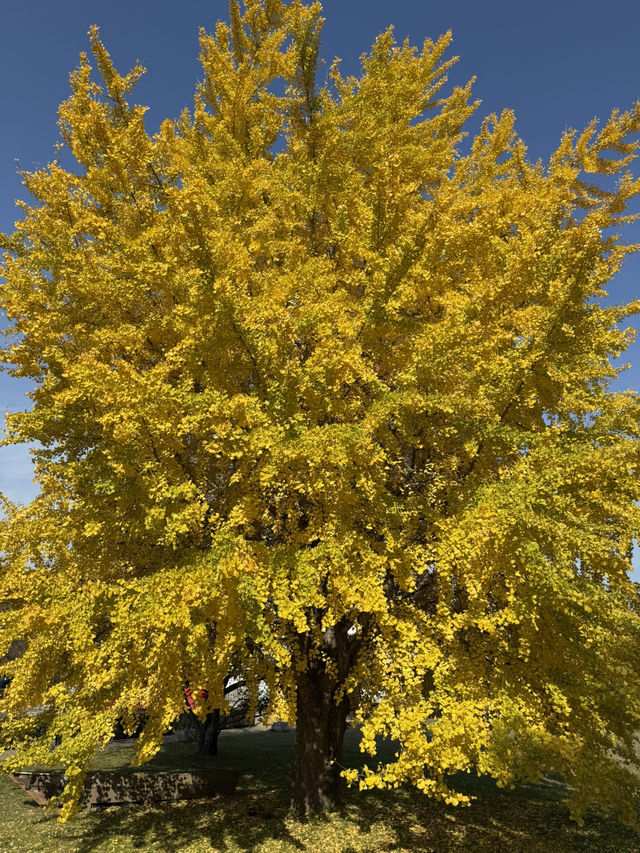 🍁 伏見十石舟:秋日泛舟,穿越時光的水上畫卷 🍂 🍁 伏見十石舟:秋日泛舟,穿越時光的水上畫卷 🍂