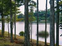 Lakeside Serenity: A Stroll at Putrajaya Wetlands 🌊