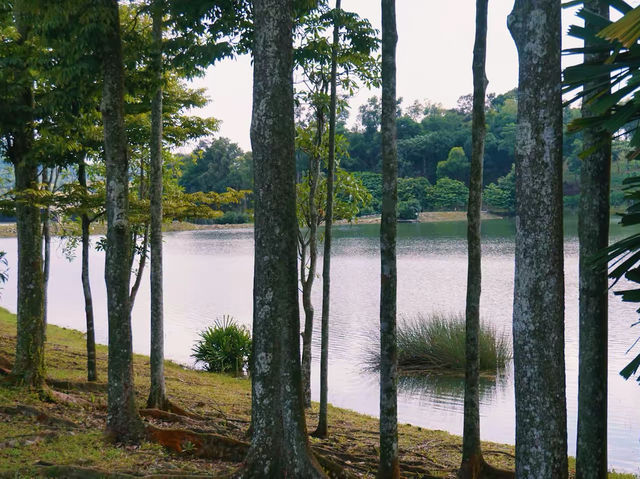 Lakeside Serenity: A Stroll at Putrajaya Wetlands 🌊 Lakeside Serenity: A Stroll at Putrajaya Wetlands 🌊
