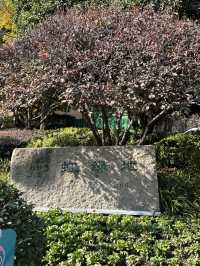 🍁上海延虹绿地｜城市裡舒服的秋日銀杏散步地