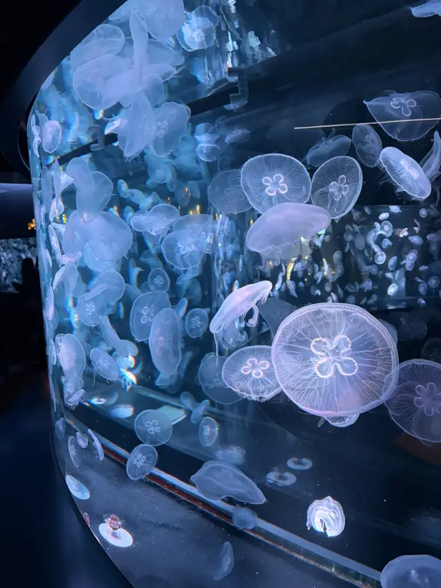 🪼近距離觀賞水世界奇觀 —京都水族館Kyoto Aquarium