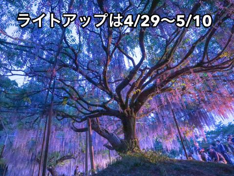 兵庫】幻想的すぎる九尺藤ライトアップ✨ 〜白毫寺〜 | Trip.com 丹波