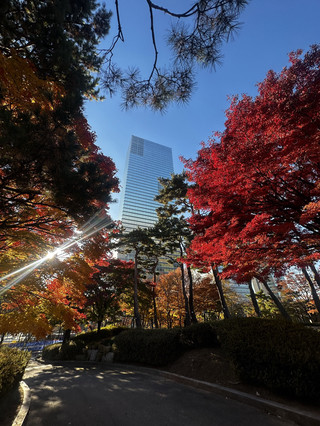 Breathtaking Autumn in Yeouido, Seoul