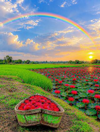 Chasing Bangladesh’s National Flower: A Water Lily Paradise Blooming in the Bils! 🌸