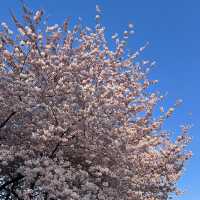 Spring is here🥳🥳🥳 Cherry Blossom 🌸 