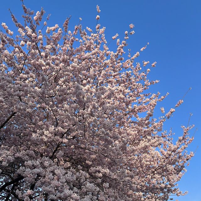 Spring is here🥳🥳🥳 Cherry Blossom 🌸 