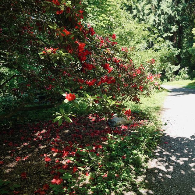 Washington Park Arboretum