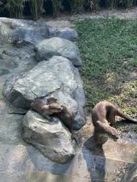 Baby Otters and Feeding at Angkor Aquarium