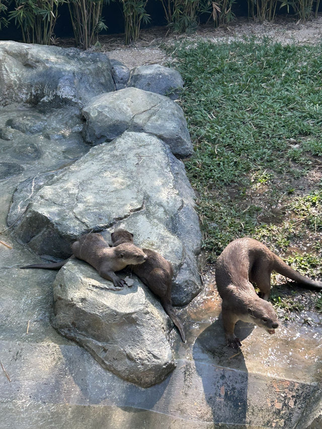 Baby Otters and Feeding at Angkor Aquarium