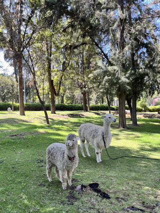 📅 Travel Itinerary
Day 1:
Arrival in Arequipa and a relaxed walk around the historic city center. Visit to Plaza de Armas and nearby colonial buildings, followed by a light local dinner.
Day 2:
Full-day exploration of key attractions, including Santa Catalina Monastery and scenic viewpoints. Enjoy traditional Arequipeñan cuisine and experience the city’s calm evening atmosphere.
Day 3:
Short morning activities such as local markets or cafés, then preparation for departure or onward travel.
🏨 Accommodation Recommendations
Comfortable hotels and boutique guesthouses are available near the city center, offering easy access to major attractions, good security, and beautiful views of the surrounding volcanoes.
🍴 Restaurant Recommendations
Highly recommended are local restaurants serving traditional dishes such as rocoto relleno, adobo arequipeño, and queso helado, as well as modern cafés with a relaxed ambiance.
📌 Useful Tips
· The city is located at high altitude, so take time to acclimatize.
· Weather is generally sunny, but mornings and evenings can be cool.
· Walking is convenient in the historic center, but taxis are useful for longer distances.
· Cash is still useful in small shops and local markets