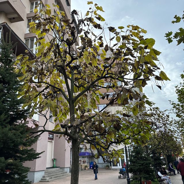 Autumn in Romania be like ❤️
