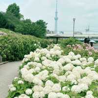 東京市內的繡球花觀賞好地方 |舊中川水邊公園