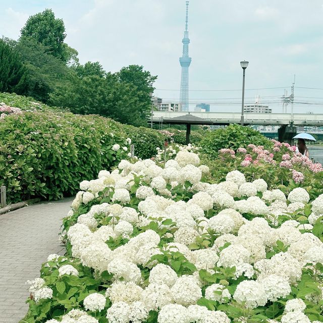 東京市內的繡球花觀賞好地方 |舊中川水邊公園