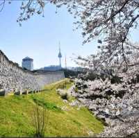 《首爾南山公園》🌸隨便一條登山步道都是賞櫻的絕佳地點🌸