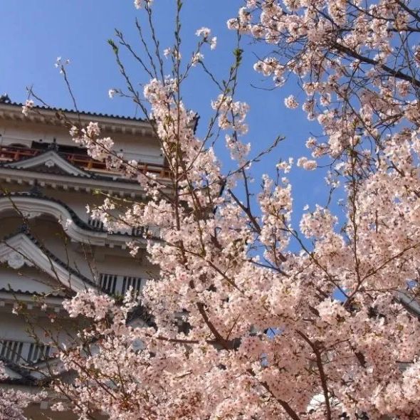 宮島和嚴島神社櫻花🌸