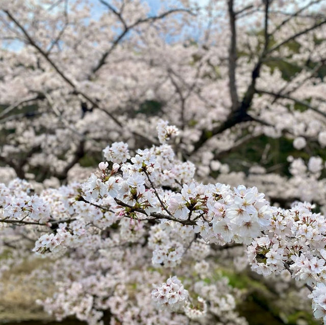 🌸Cherry Blossom Diversity🌸