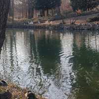 Spot the Ducks and Squirrels of Monza Park! 🦆🐿️
