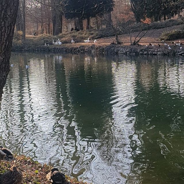 Spot the Ducks and Squirrels of Monza Park! 🦆🐿️
